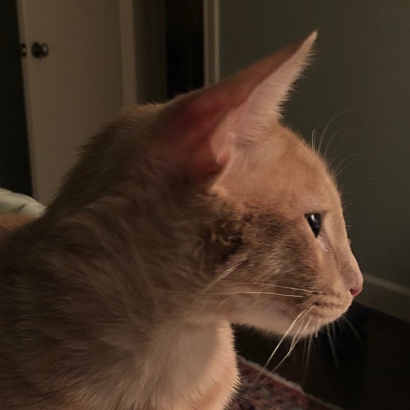 Meet your Posher, Theresa - Picture 1 of 1